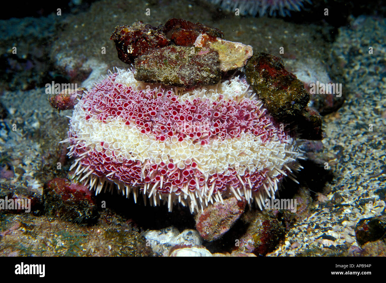 flower-urchin-toxopneustes-pileolus-stock-photo-alamy
