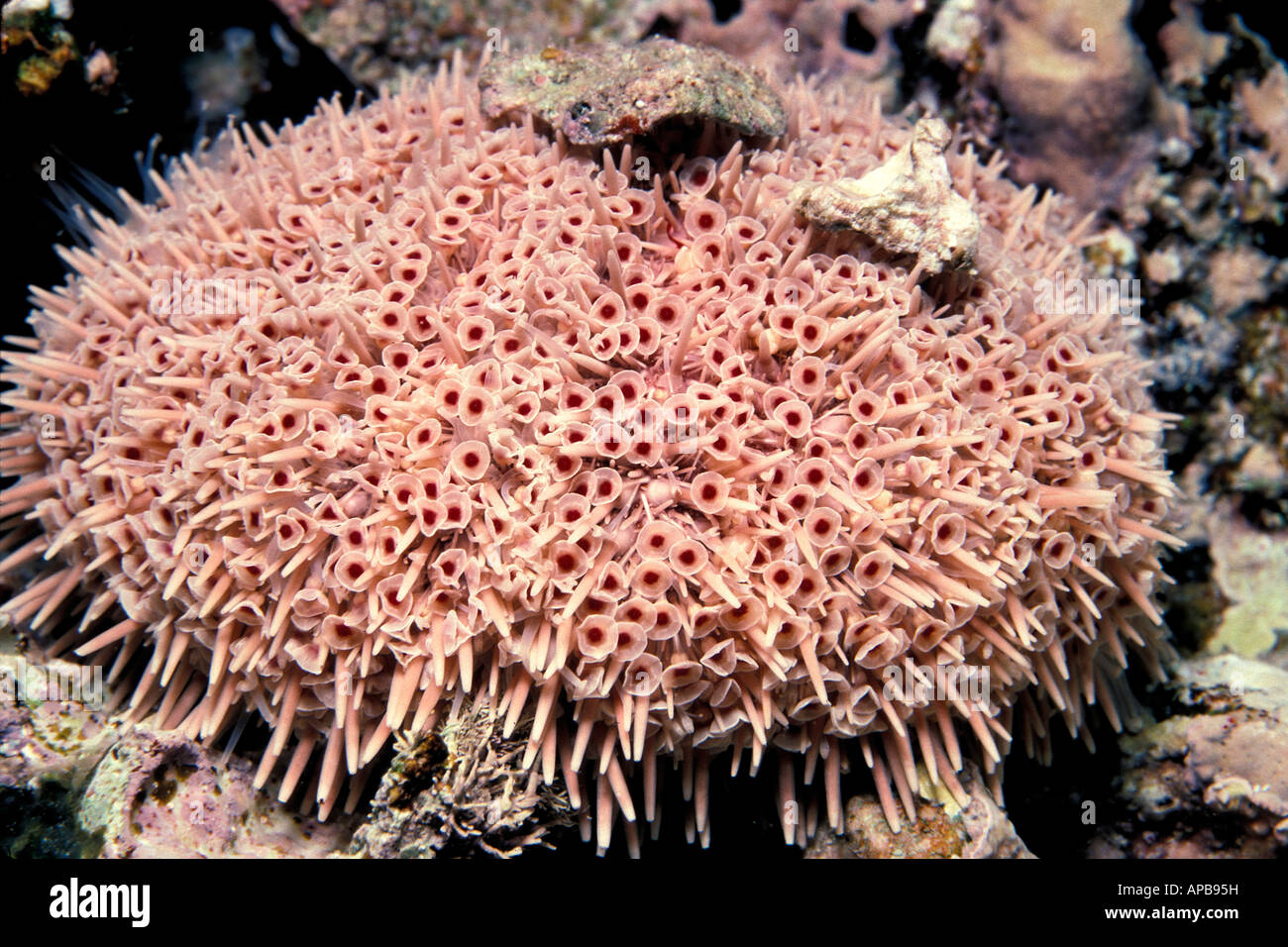 Flower urchin Toxopneustes roseus Stock Photo Alamy