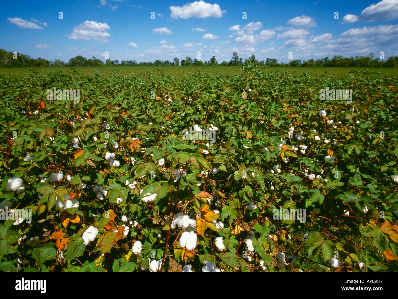 Agriculture Field of mature undefoliated cotton plants with bolls opening up / Mississippi