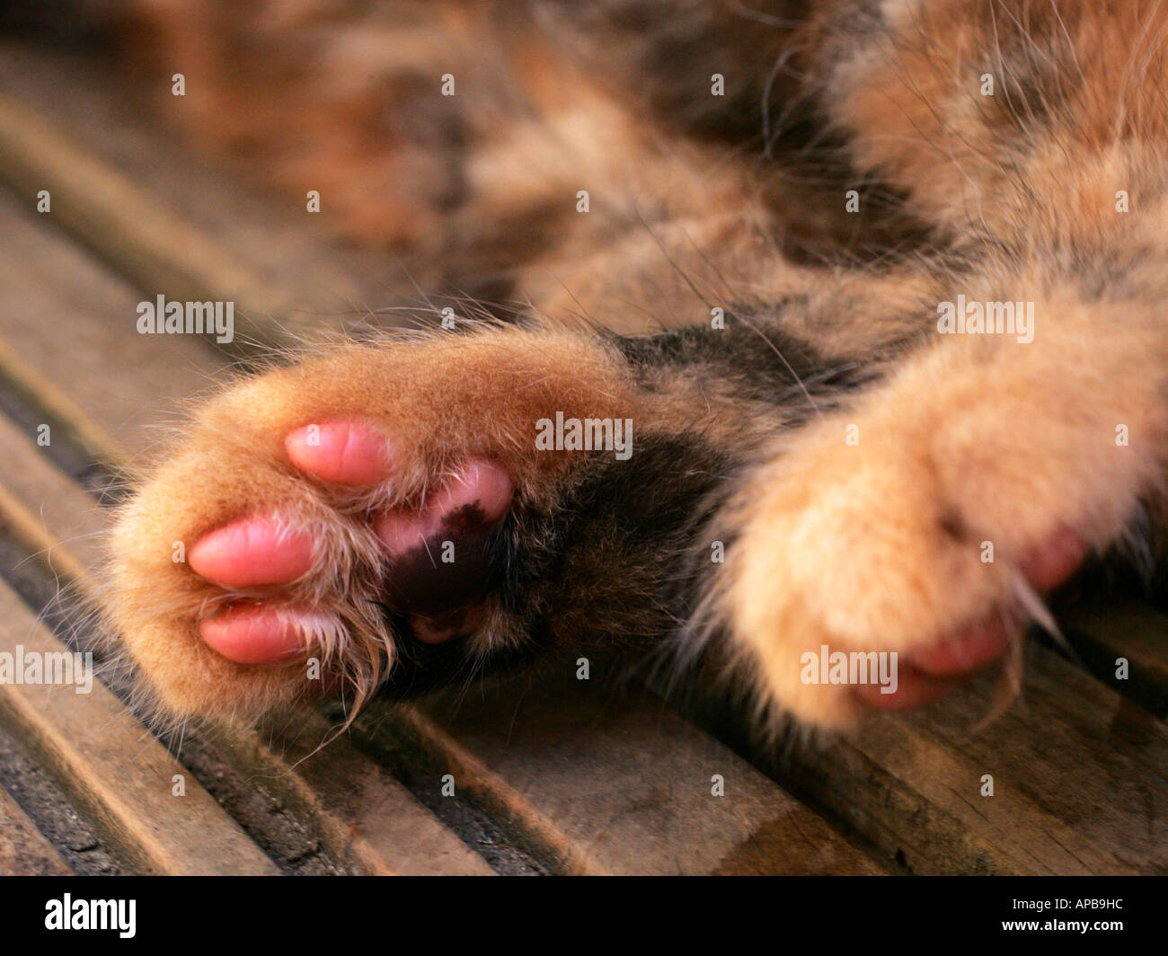Kitten paws showing pink pads Stock Photo Alamy