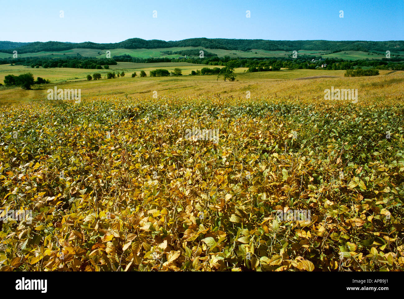 Wisconsin Apb Agriculture - Mature field of soybeans nearing harvest time / Wisconsin ...