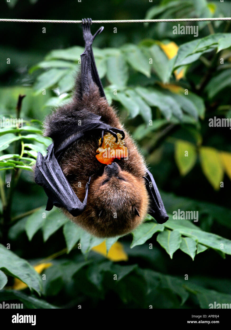 A fruitbat hanging upside down eating fruit. Stock Photo