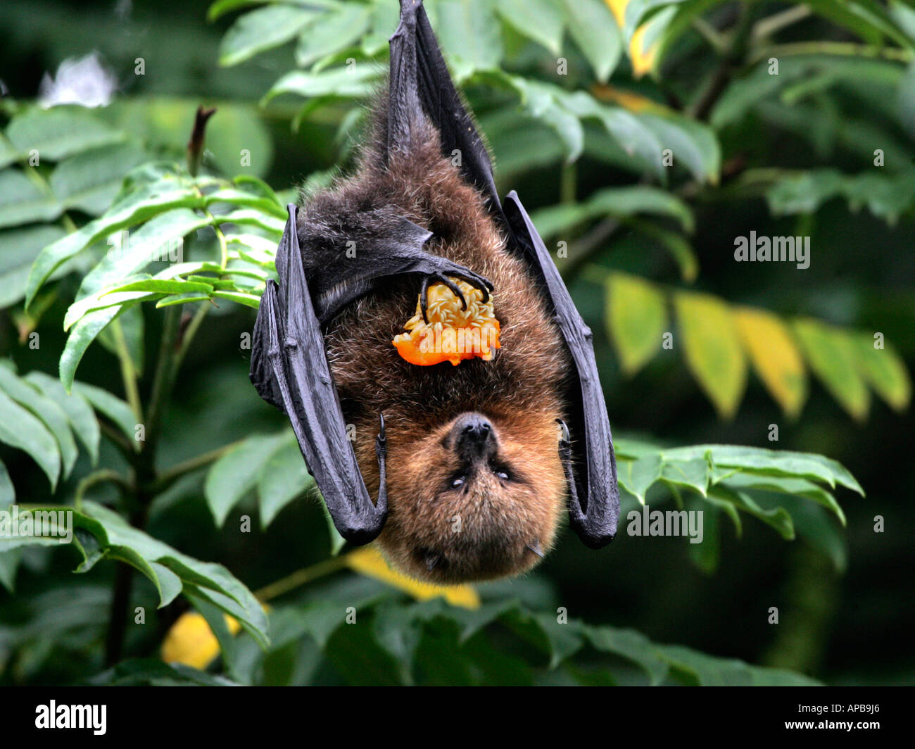A fruitbat hanging upside down eating fruit. Stock Photo