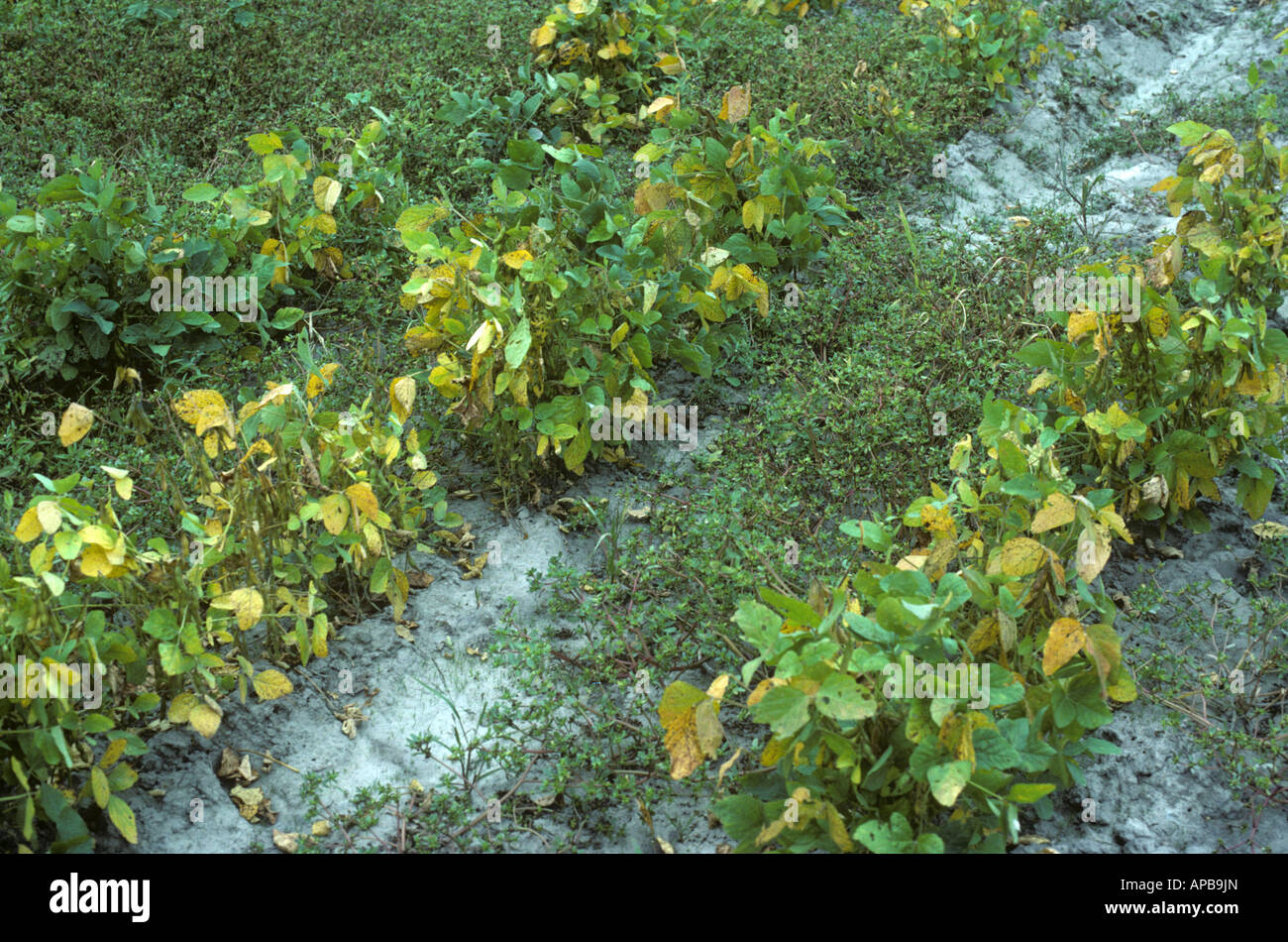 Common purslane Portulaca oleracea and other weeds flowering in maturing soya crop Stock Photo