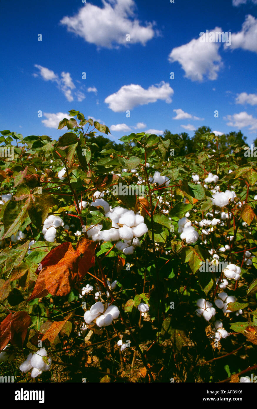 Agriculture Mature cotton plants with bolls opening up prior to defoliation / Mississippi