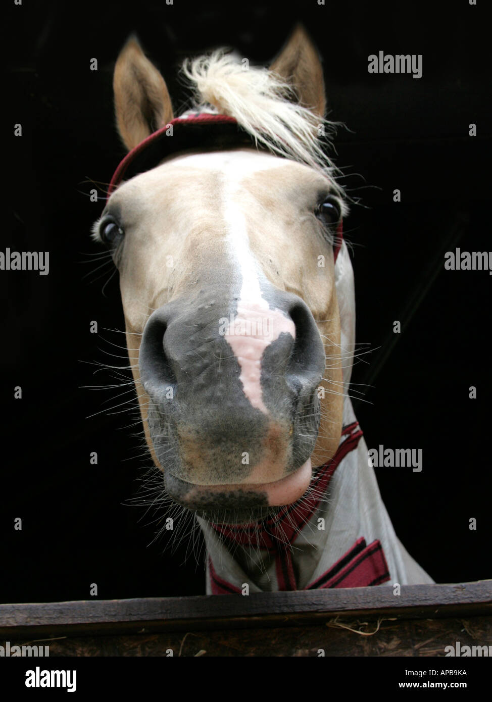 Horse wearing a neck cover Stock Photo Alamy