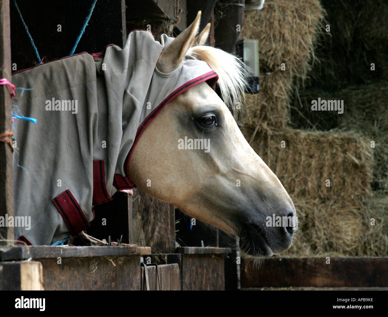 Horse wearing a neck cover Stock Photo Alamy
