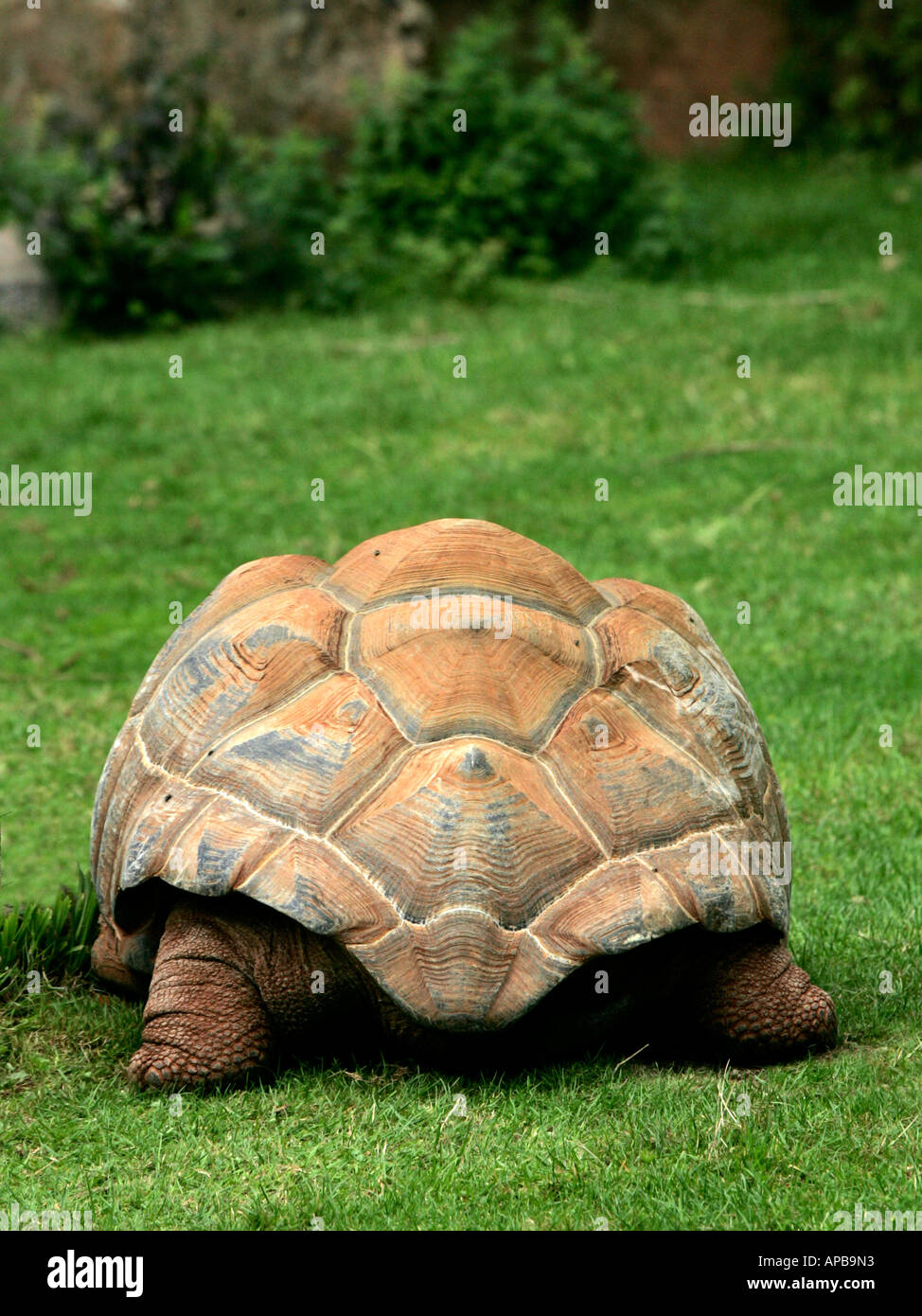 Back view of an Aldabra gaint tortoise walking on grass Stock Photo - Alamy