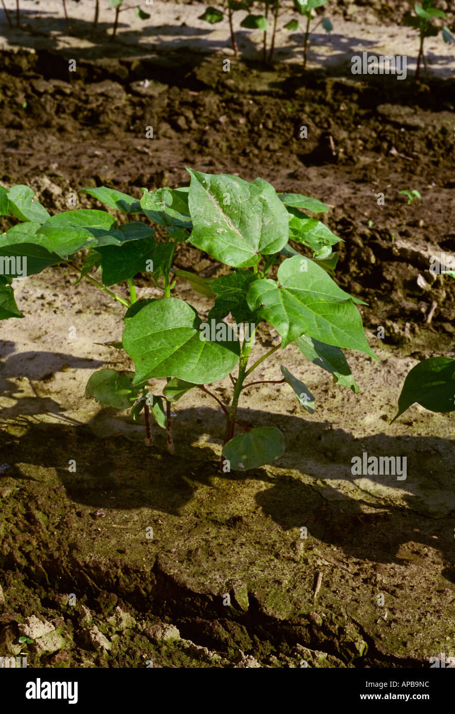 Closeup of early growth cotton plants at the 68 leaf stage, growing in
