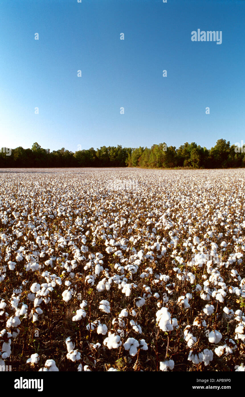 Field of harvest stage ultra narrow row cotton in late afternoon light with open bolls closeup in the foreground / Tennessee. Stock Photo