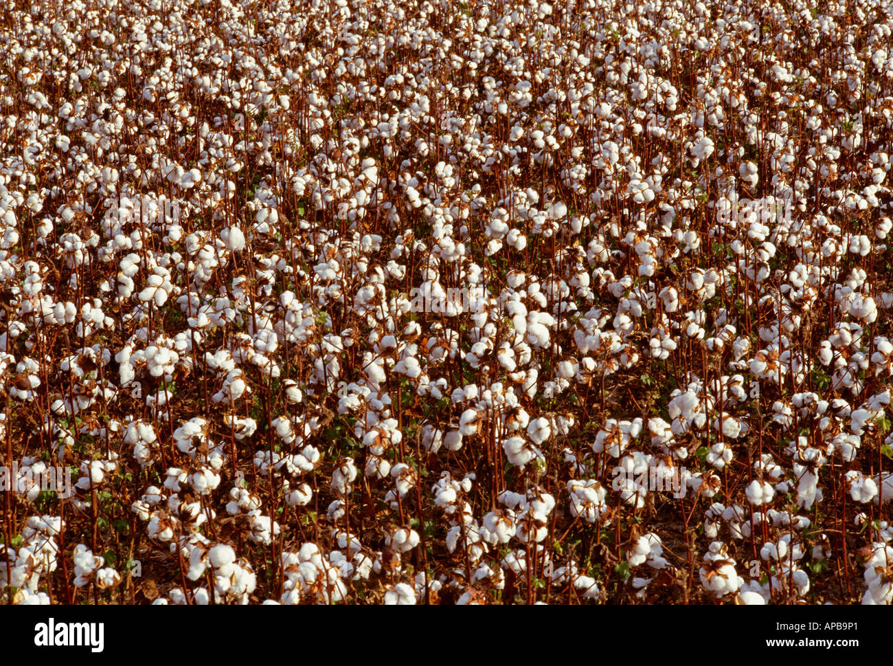 Agriculture - Harvest stage ultra narrow row cotton / Arkansas, USA. Stock Photo