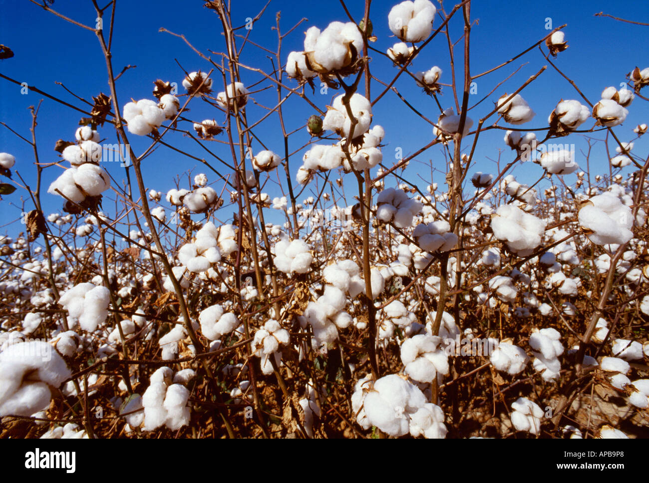 Closeup view of harvest stage NuCOTN 33B Bt Roundup Ready genetically modified (gm) cotton plants / Mississippi, USA. Stock Photo