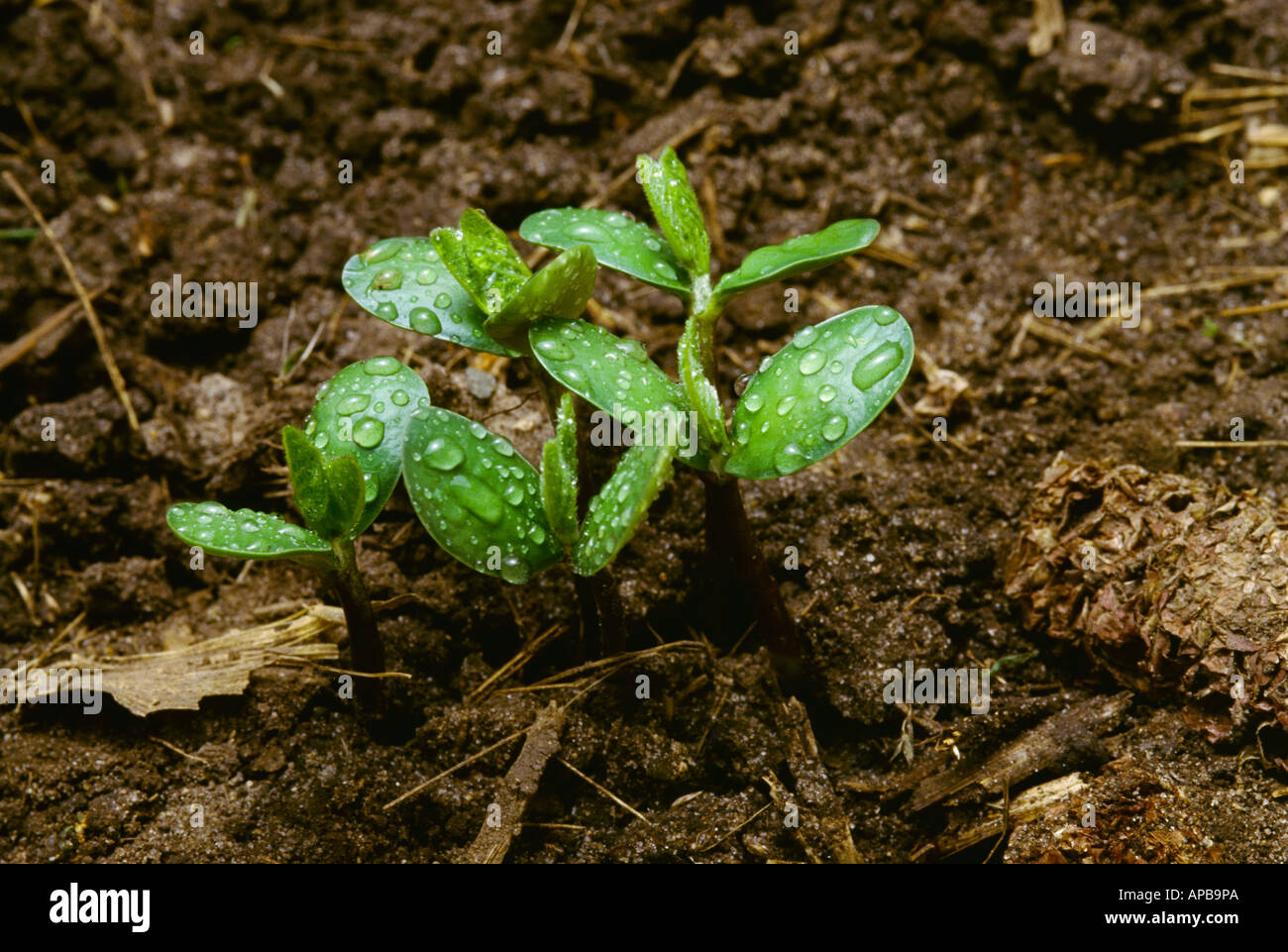 Early growth soybean seedlings hi-res stock photography and images - Alamy