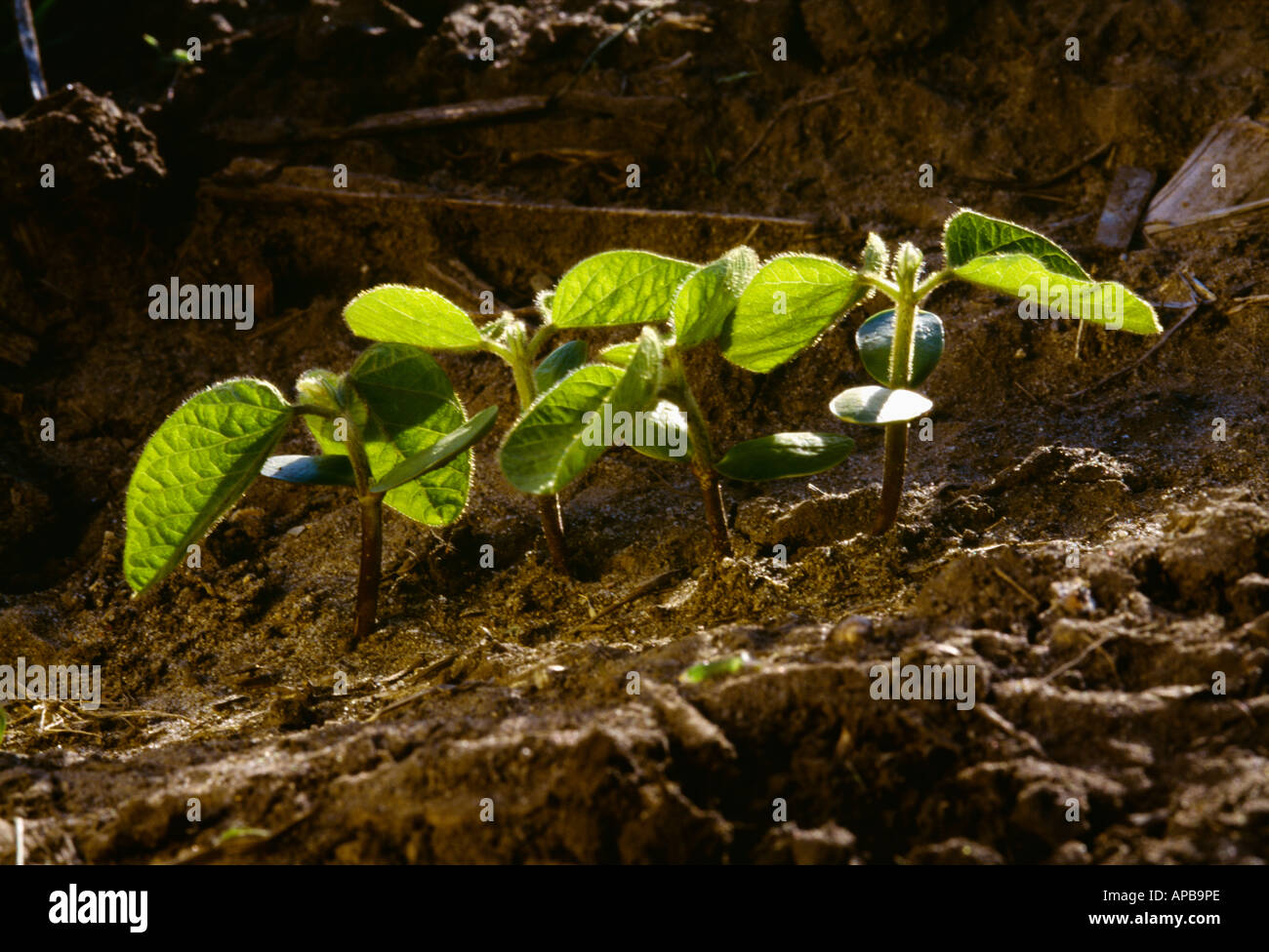 Agriculture backlit rows early hi-res stock photography and images - Alamy
