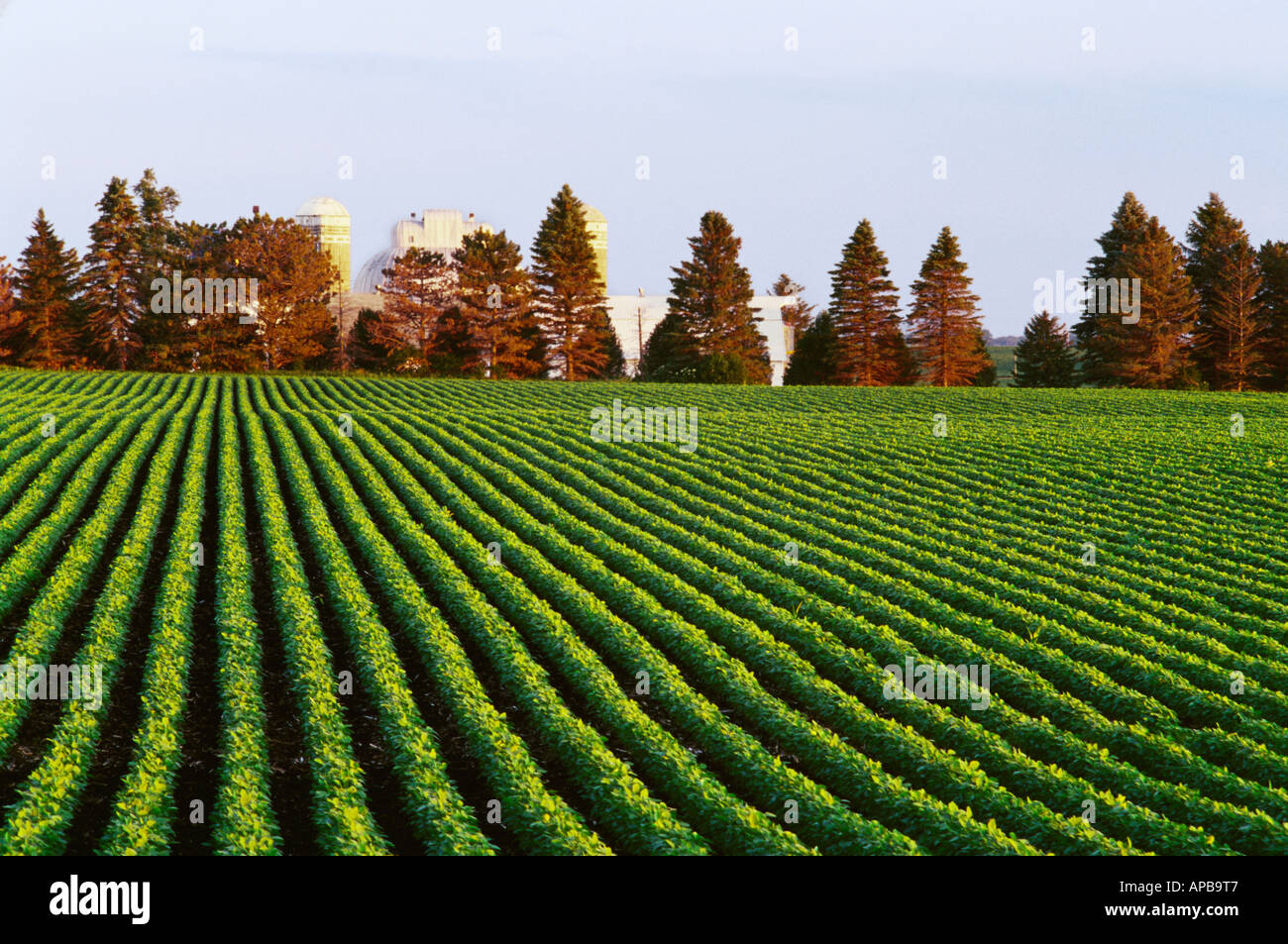A field of mid growth soybean plants in late afternoon light with a