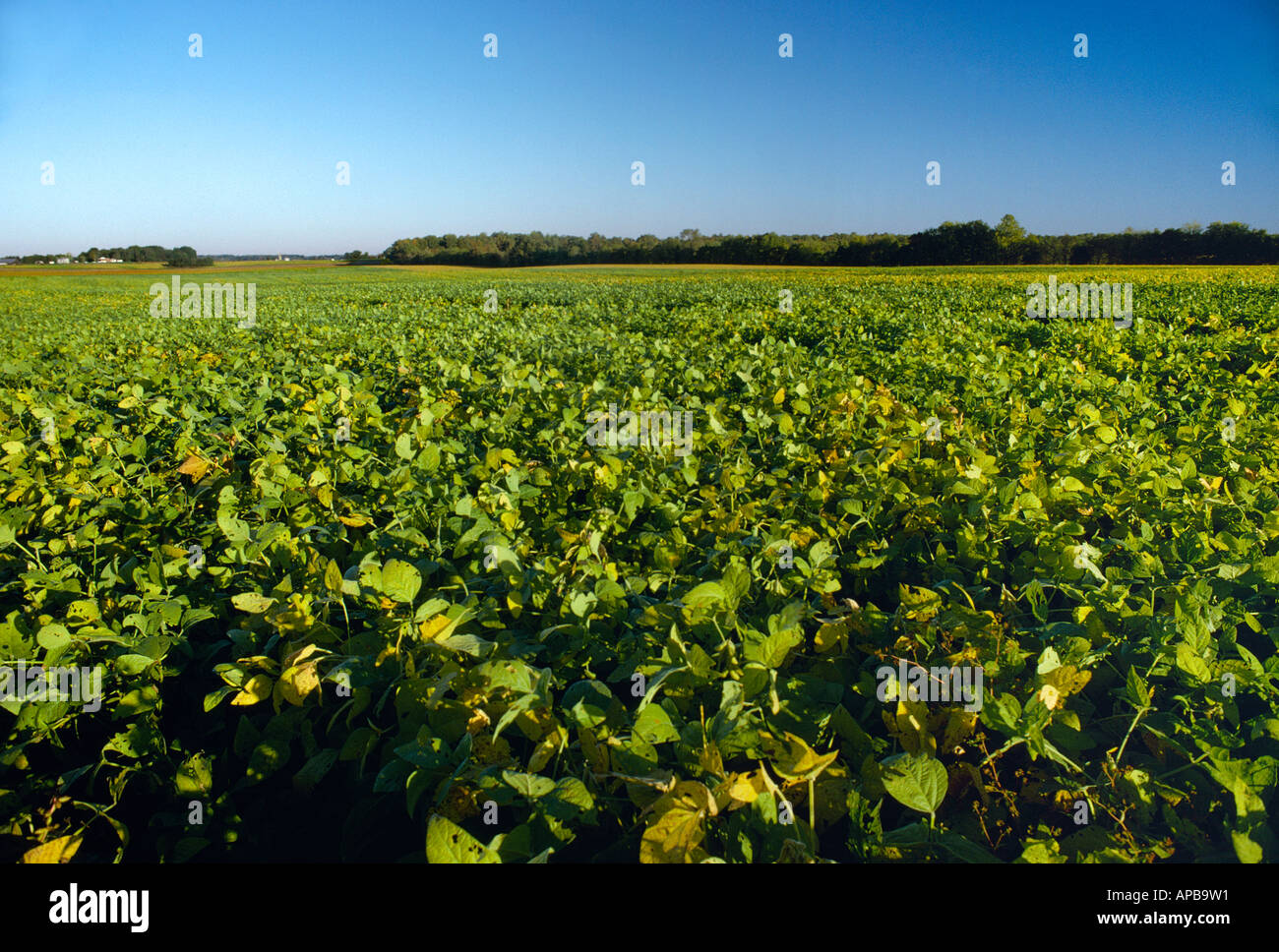 Large field of mature canopied over soybean plants beginning to turn