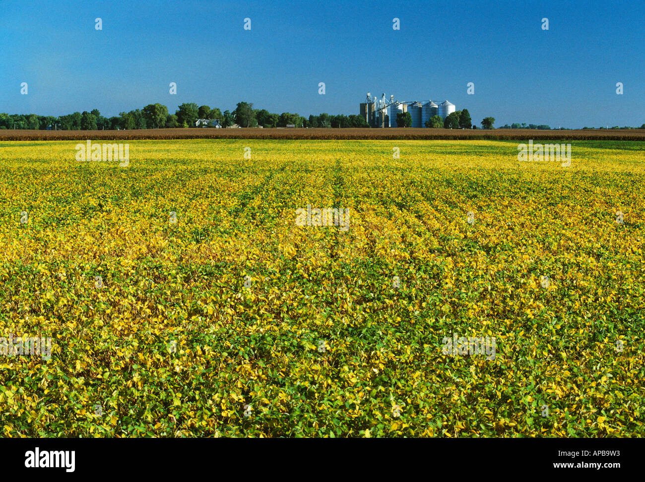 Field of mature canopied over modified (gm) soybean plants