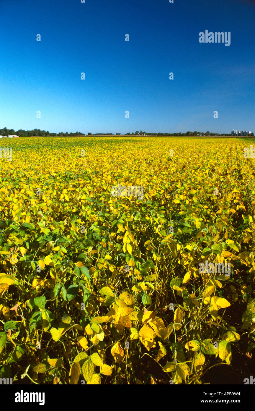 Large field of mature canopied over soybean plants beginning to turn
