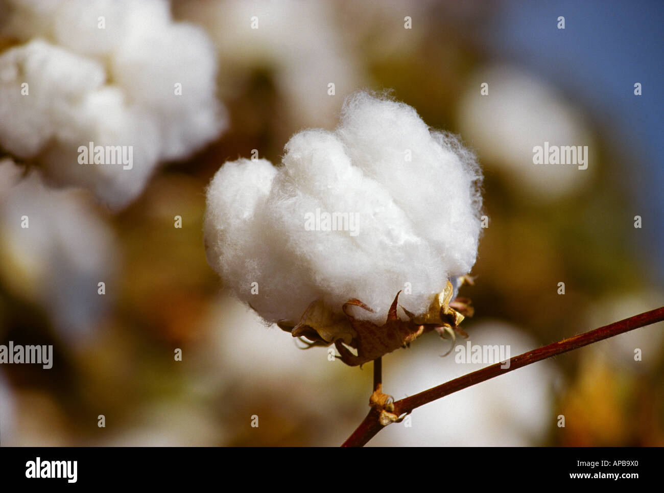 Agriculture - Mature cotton boll close up, ready for harvest / San ...