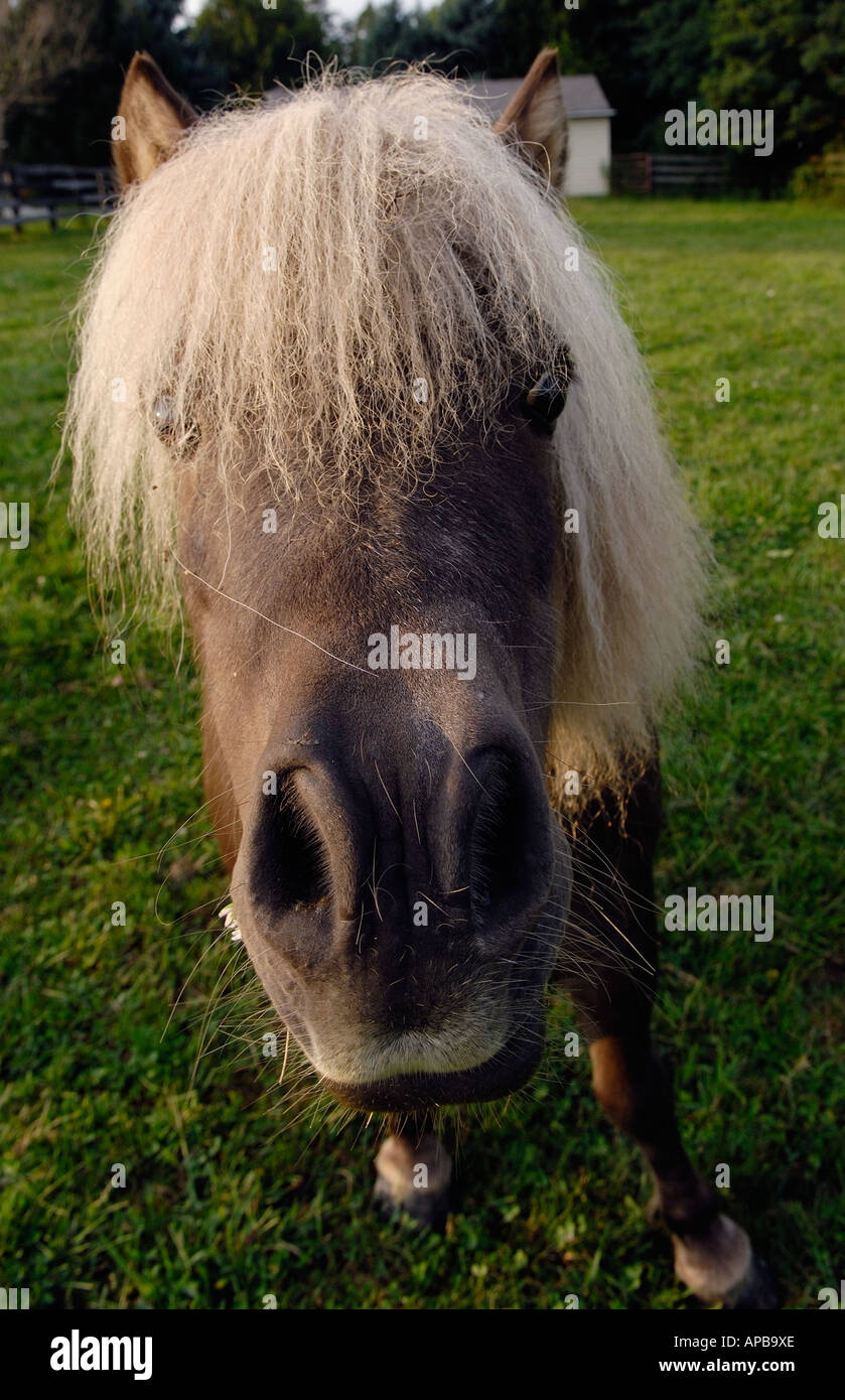 Miniature horse getting nosey Stock Photo