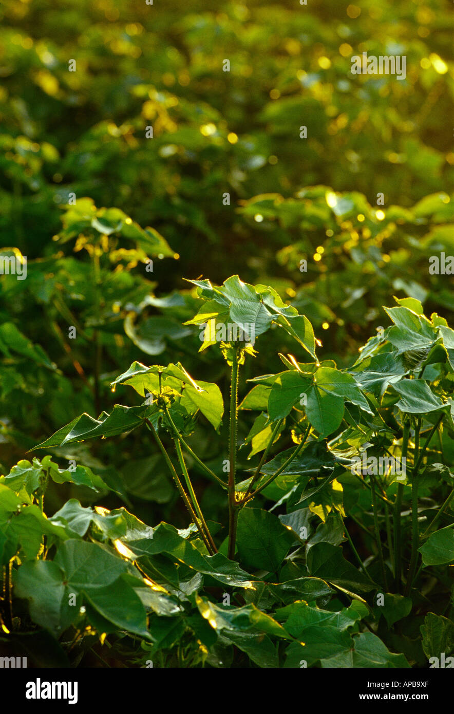 Agriculture Closeup of the foliage of mid growth cotton plants in early morning light Tennessee USA Stock Photo