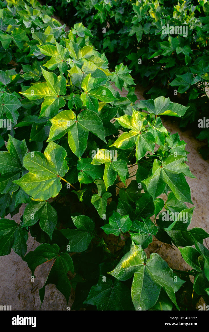 Agriculture Foliage of mid growth cotton plants in early morning light / Mississippi, USA