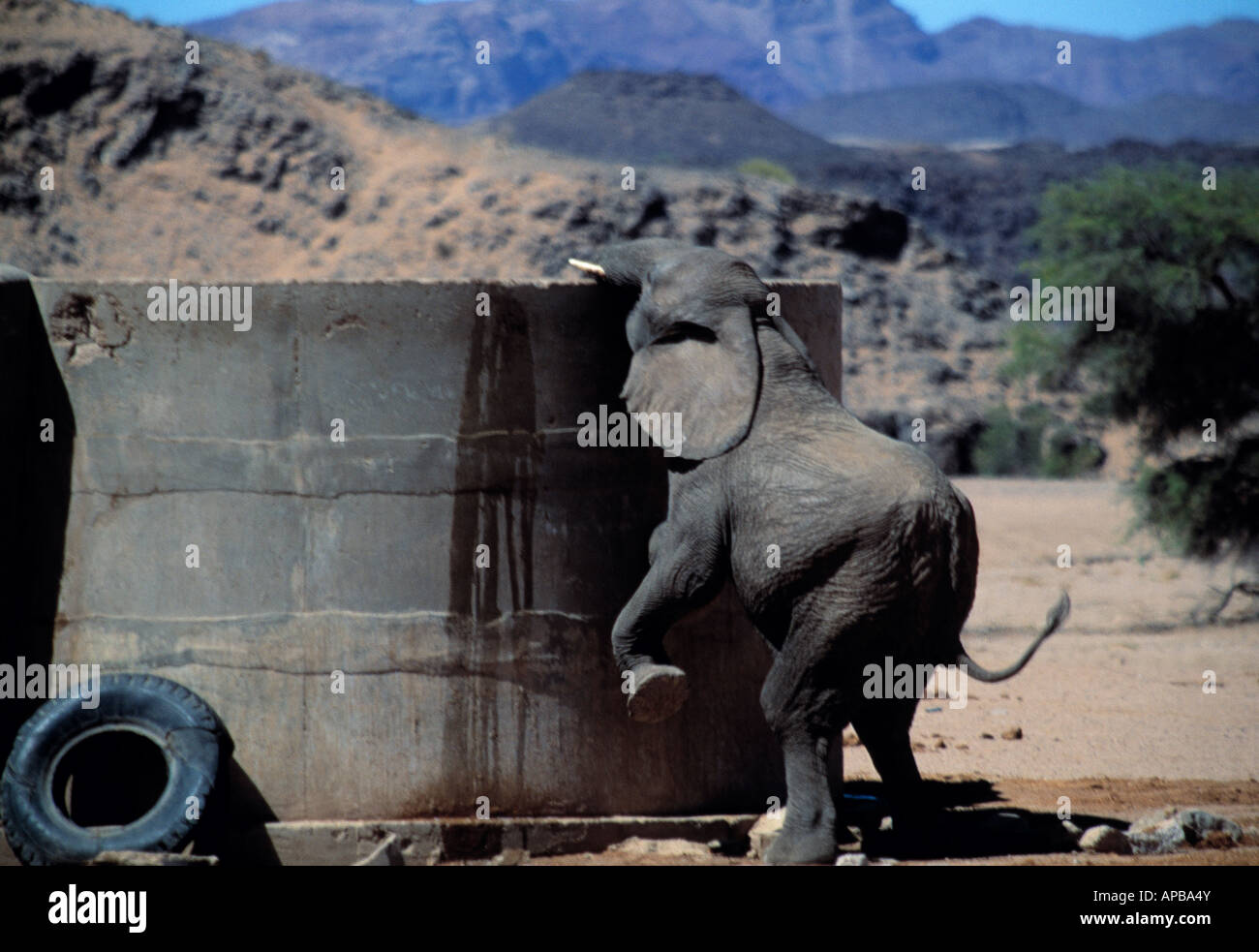 young elephant trying to get water from a high tall man made trough namibia africa Stock Photo