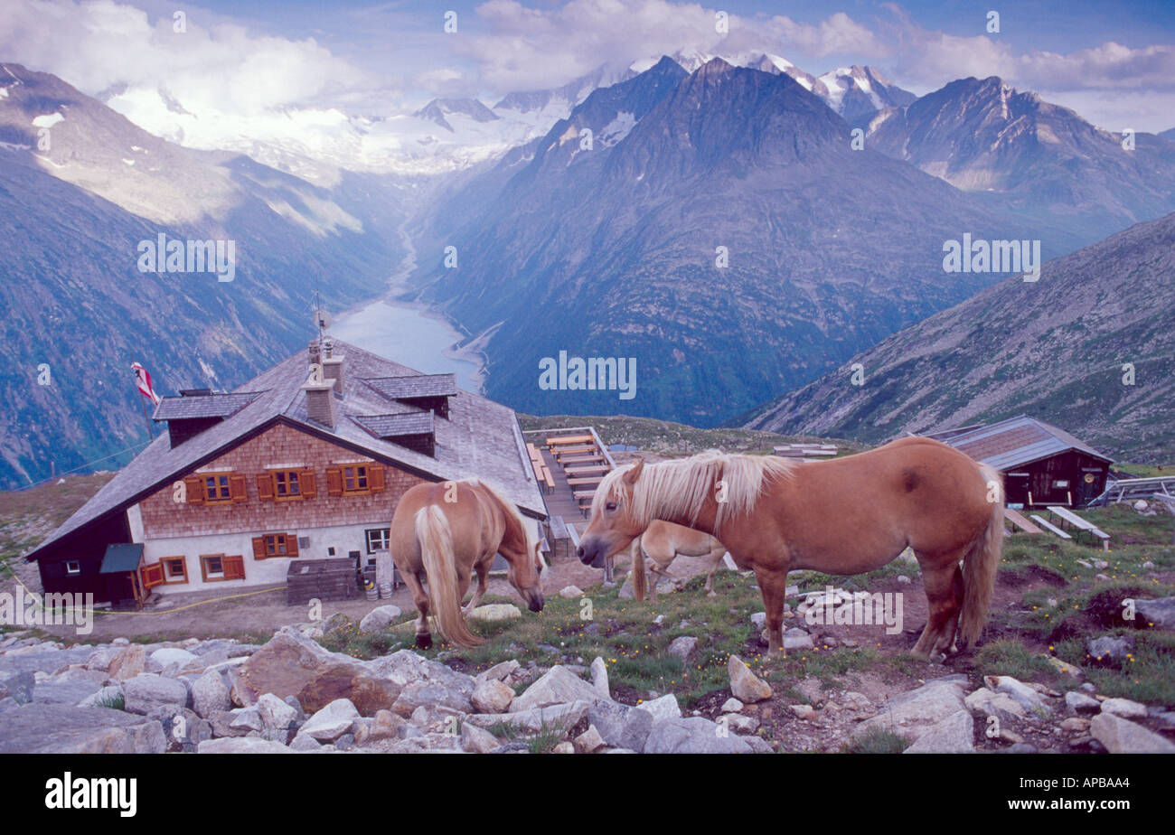 Horses beside the Olperer hut, Berliner Hohenweg walking route, Zillertal Alps, Austria Stock Photo