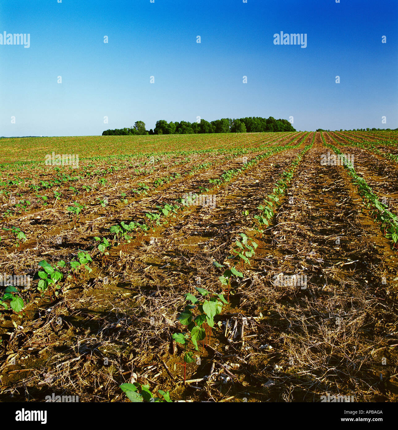 Field of healthy early growth notill cotton growing in the stubble and