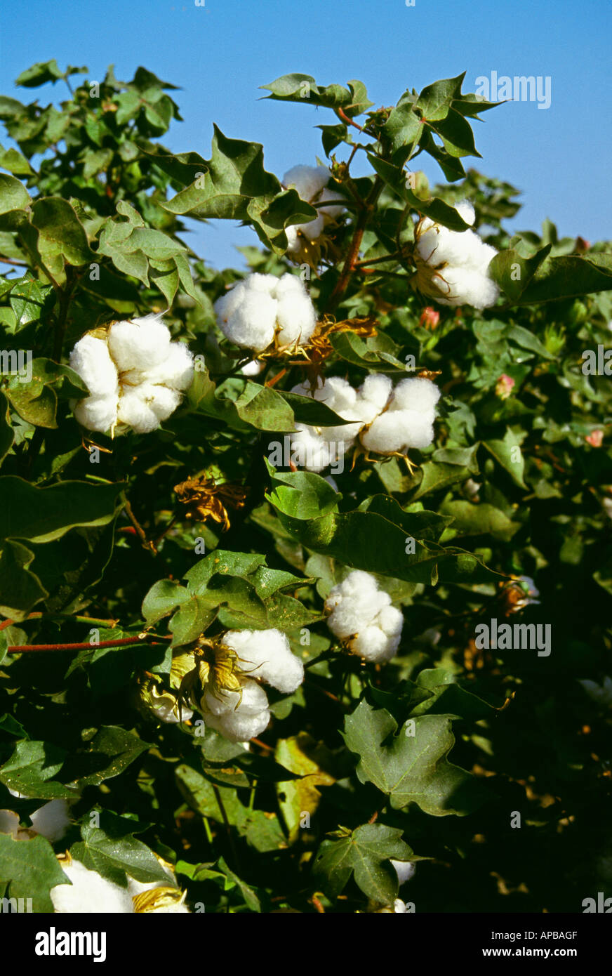 Side view of a mature cotton plant in late summer with open bolls Stock