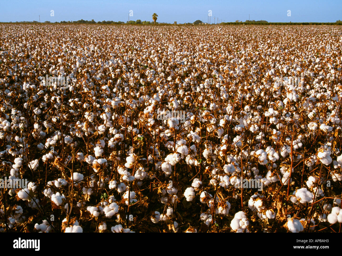 Field of mature defoliated cotton plants in early Autumn, shortly ...