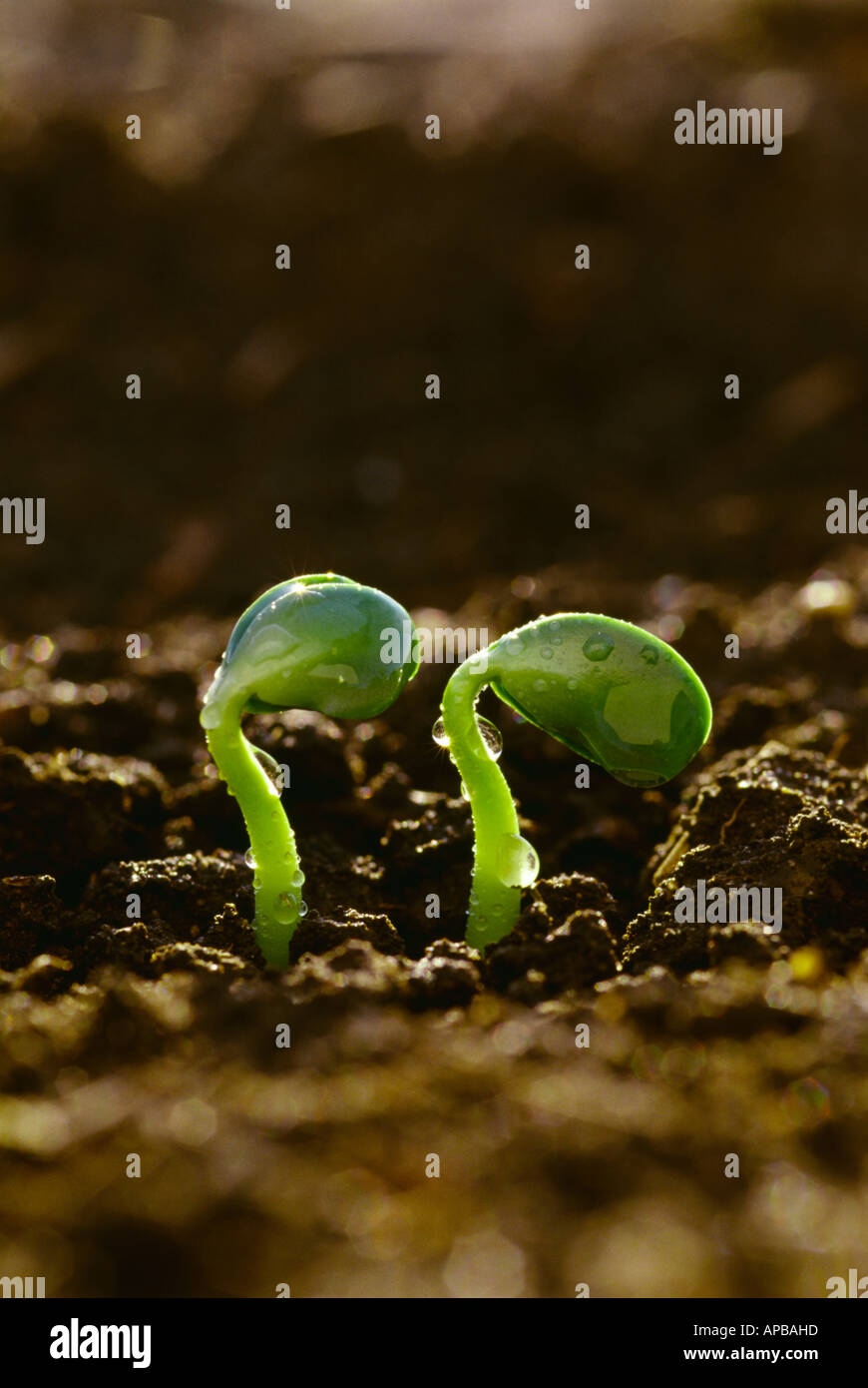 Soybean Seedlings High Resolution Stock Photography and Images - Alamy