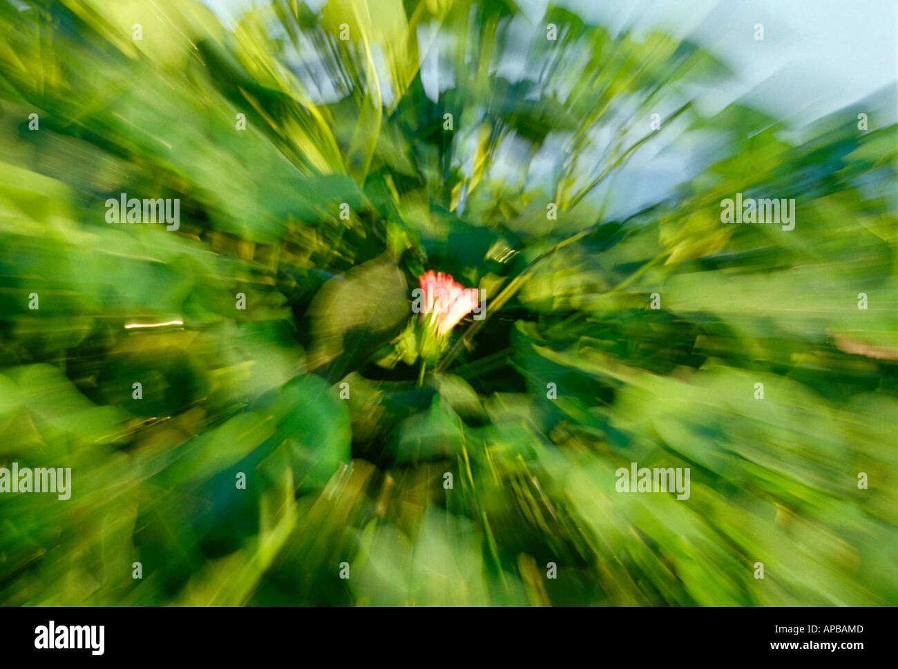 Agriculture Closeup of a pink cotton bloom and a cotton square in