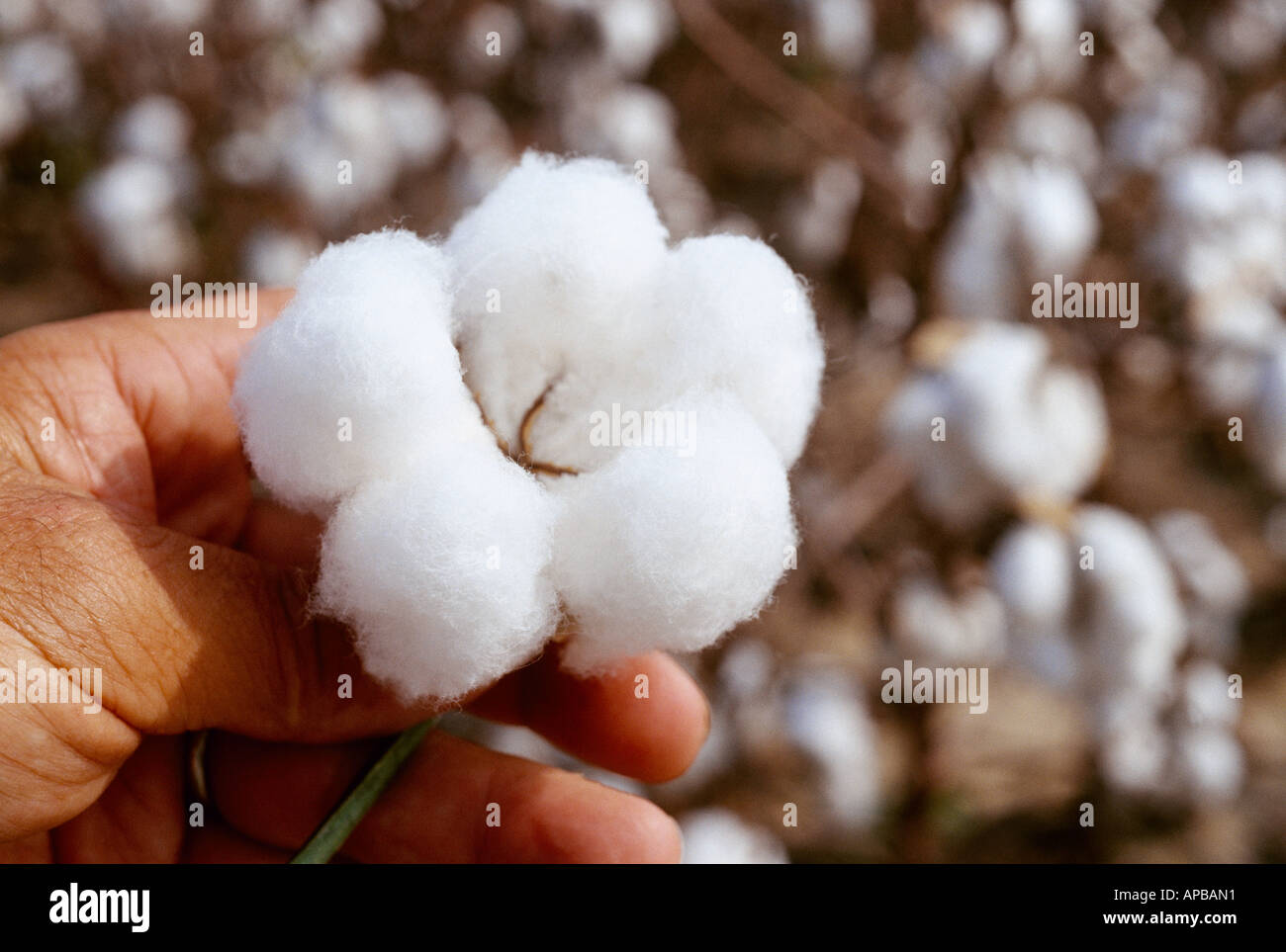 Agriculture / A farmer's hand holds a fully opened harvest stage 5-lock cotton boll / Mississippi, USA. Stock Photo