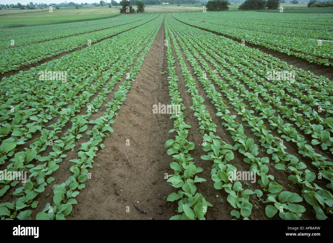Mature radish crop in long rows Germany Stock Photo