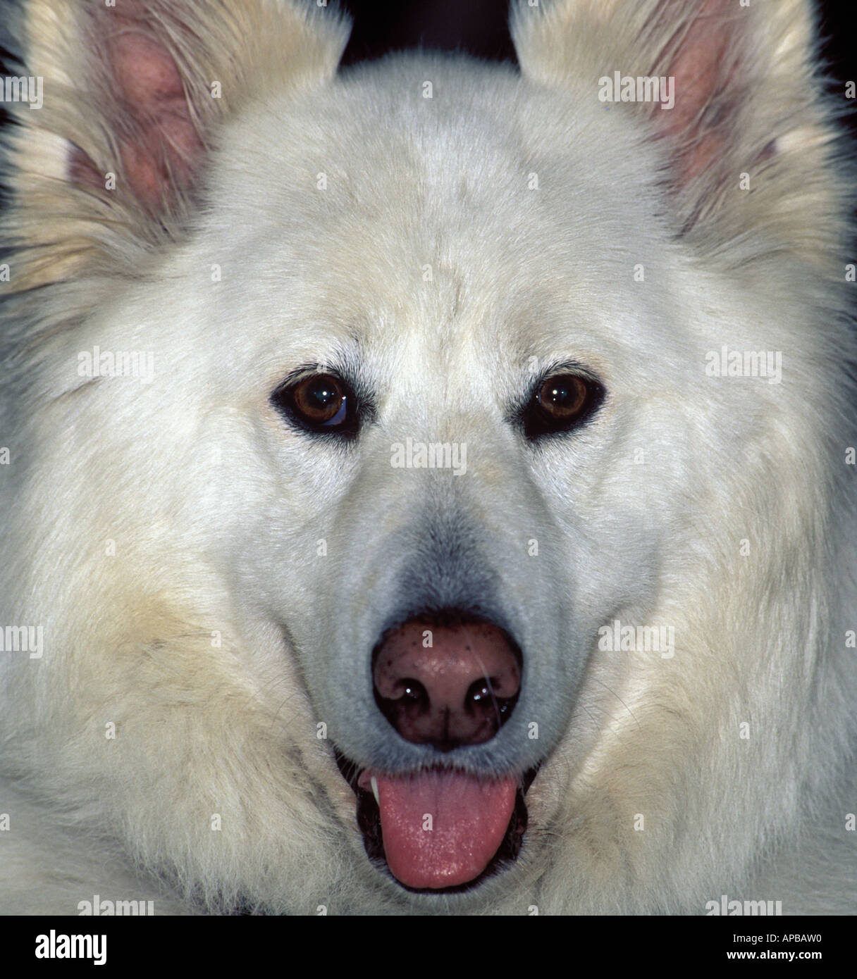 Samoyed shepherd mix sales