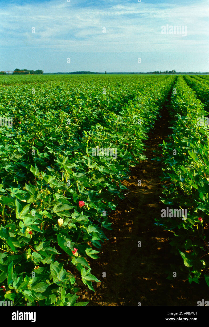Agriculture - Large field of mid growth cotton at bloom stage nearing canopy closure / Mississippi, USA. Stock Photo