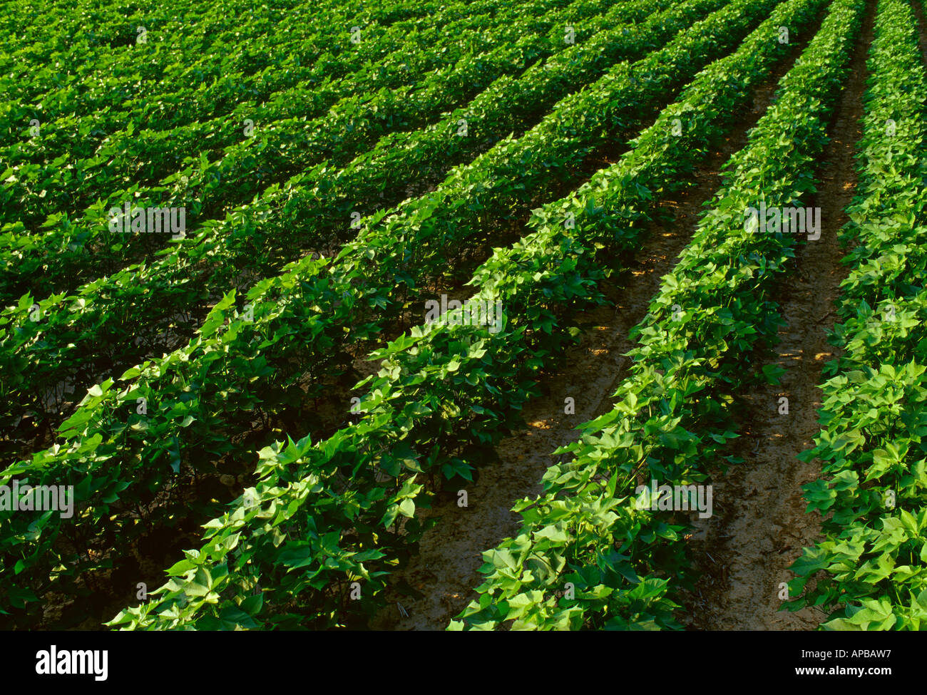 Agriculture - Rows of reduced tillage mid growth cotton just prior to bloom stage / Mississippi, USA. Stock Photo