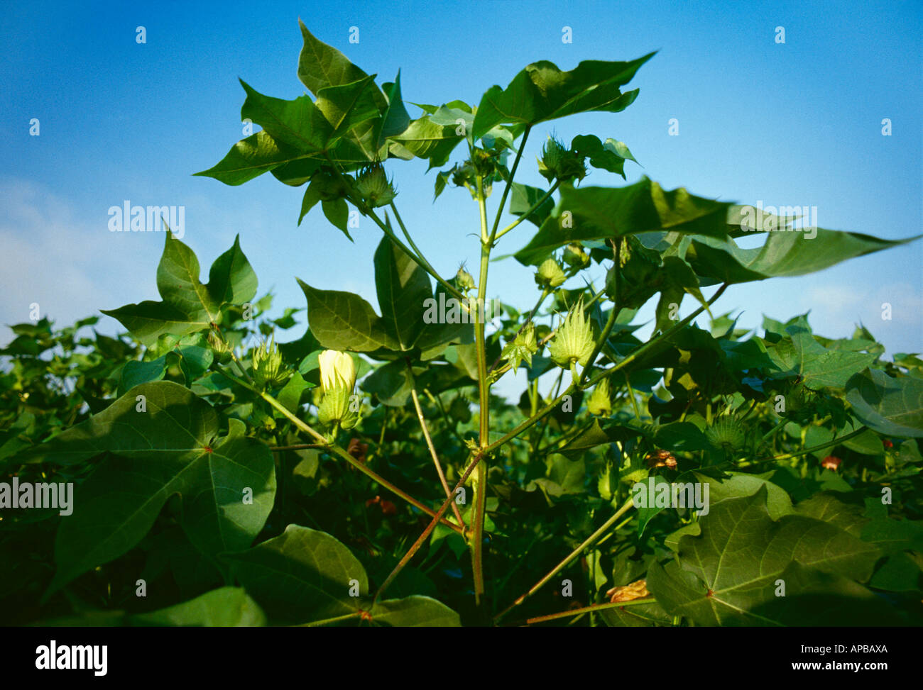 Agriculture Top of a heavily fruited mid growth bloom stage cotton