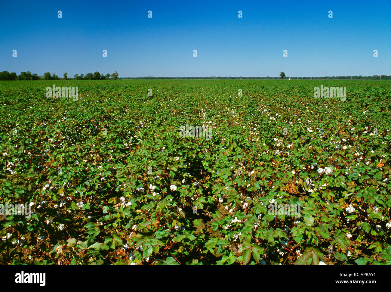 Agriculture - Field of mature cotton with open bolls at the defoliation stage / Mississippi, USA. Stock Photo