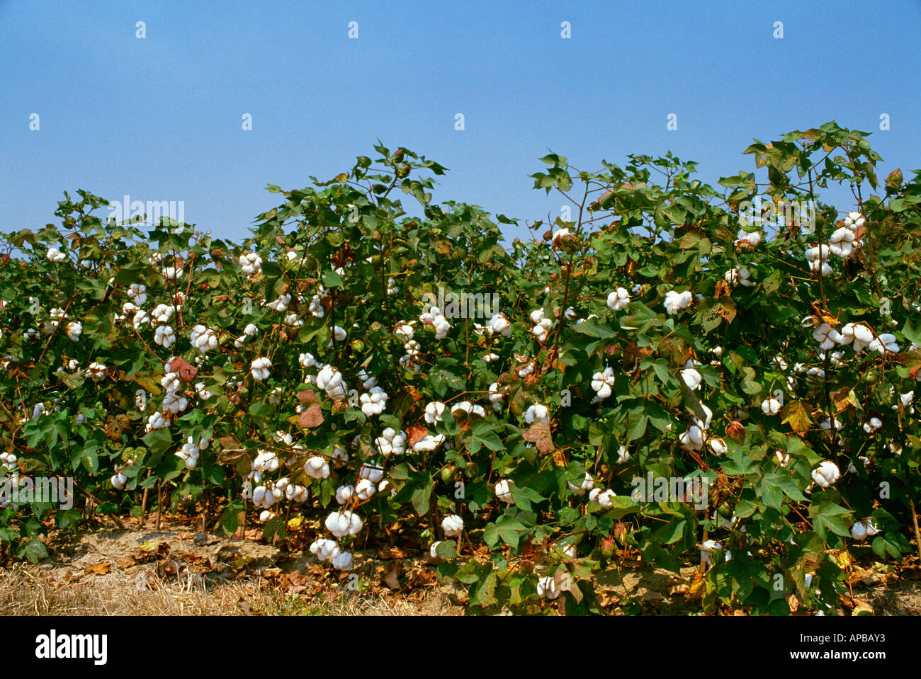 Agriculture - Side view of mature cotton plants with open bolls at the defoliation stage / Mississippi, USA. Stock Photo