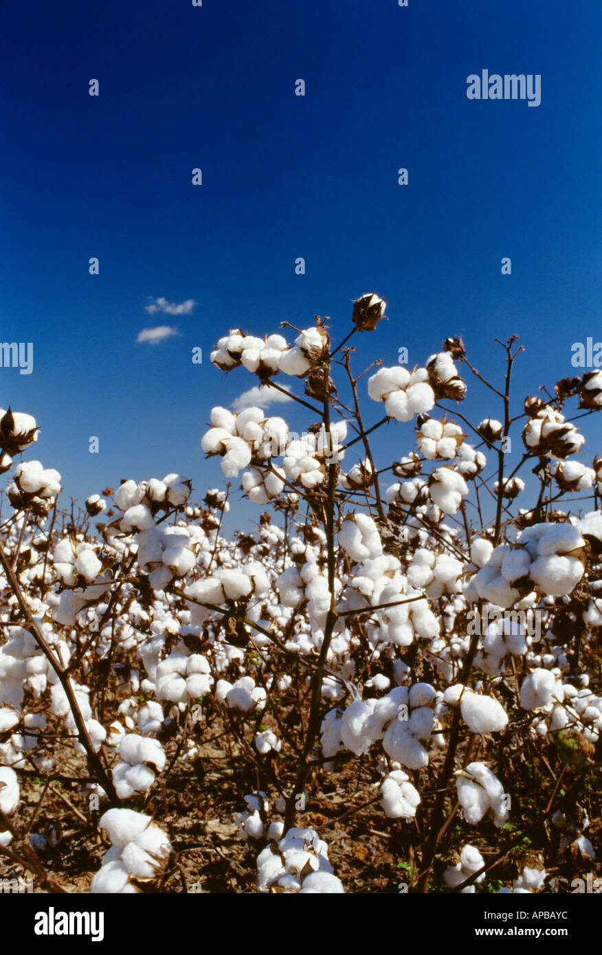 Agriculture - Closeup of mature harvest ready cotton with fully open bolls / Mississippi, USA. Stock Photo