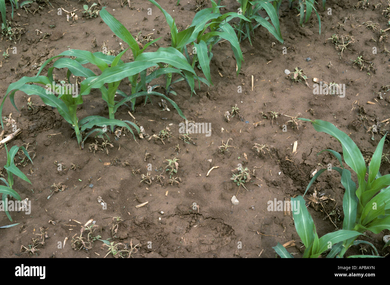 Selective control of broad leaved weeds in a young maize crop Alsace France Stock Photo