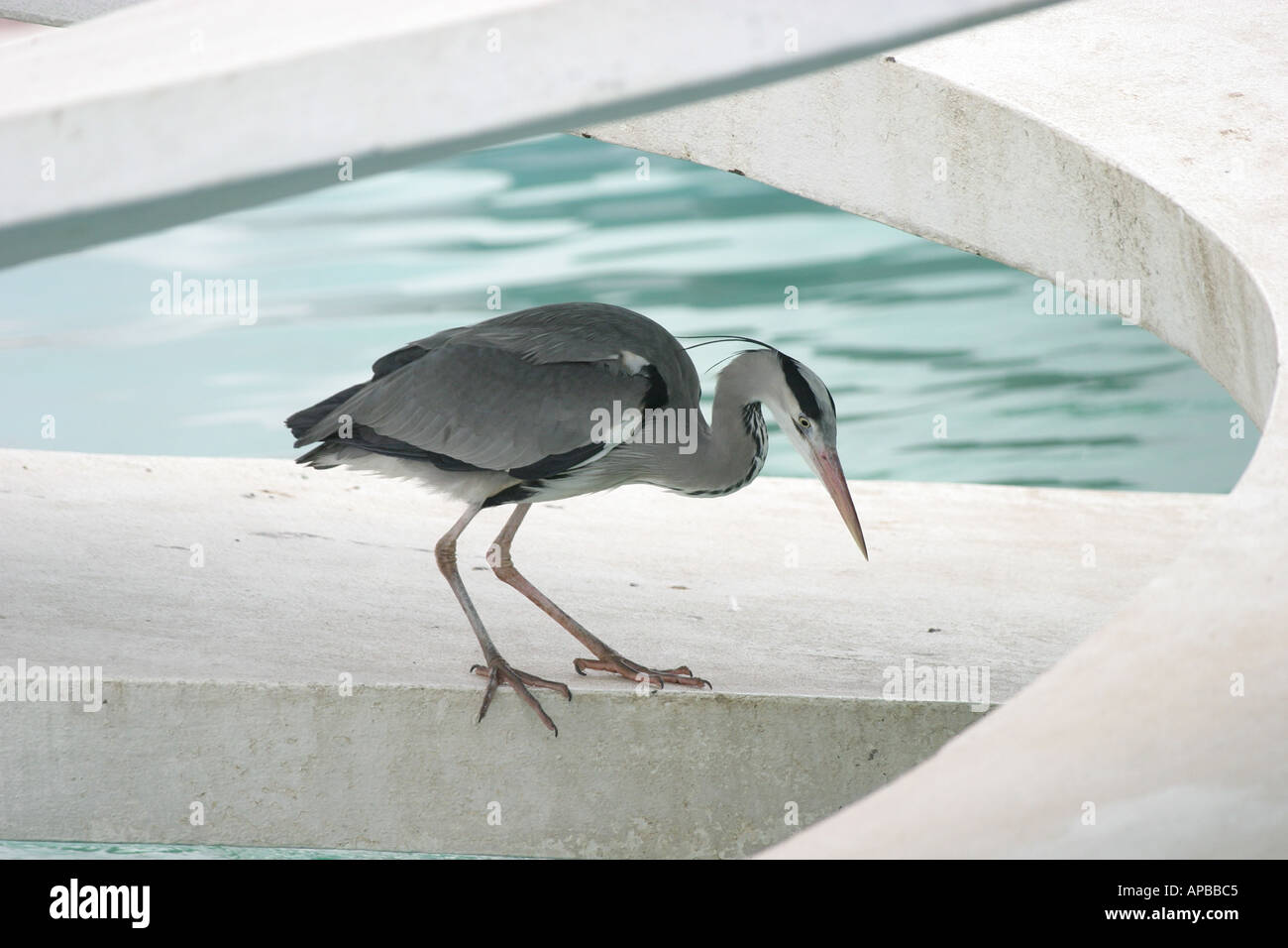 A Grey Heron peers into the water of a swimming pool Stock Photo