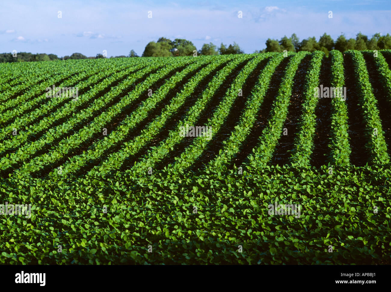Agriculture - Rolling field of healthy no-till mid growth soybeans ...