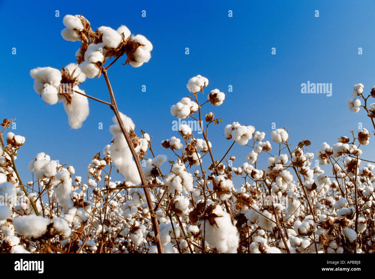 Cotton plant arkansas hi-res stock photography and images - Alamy