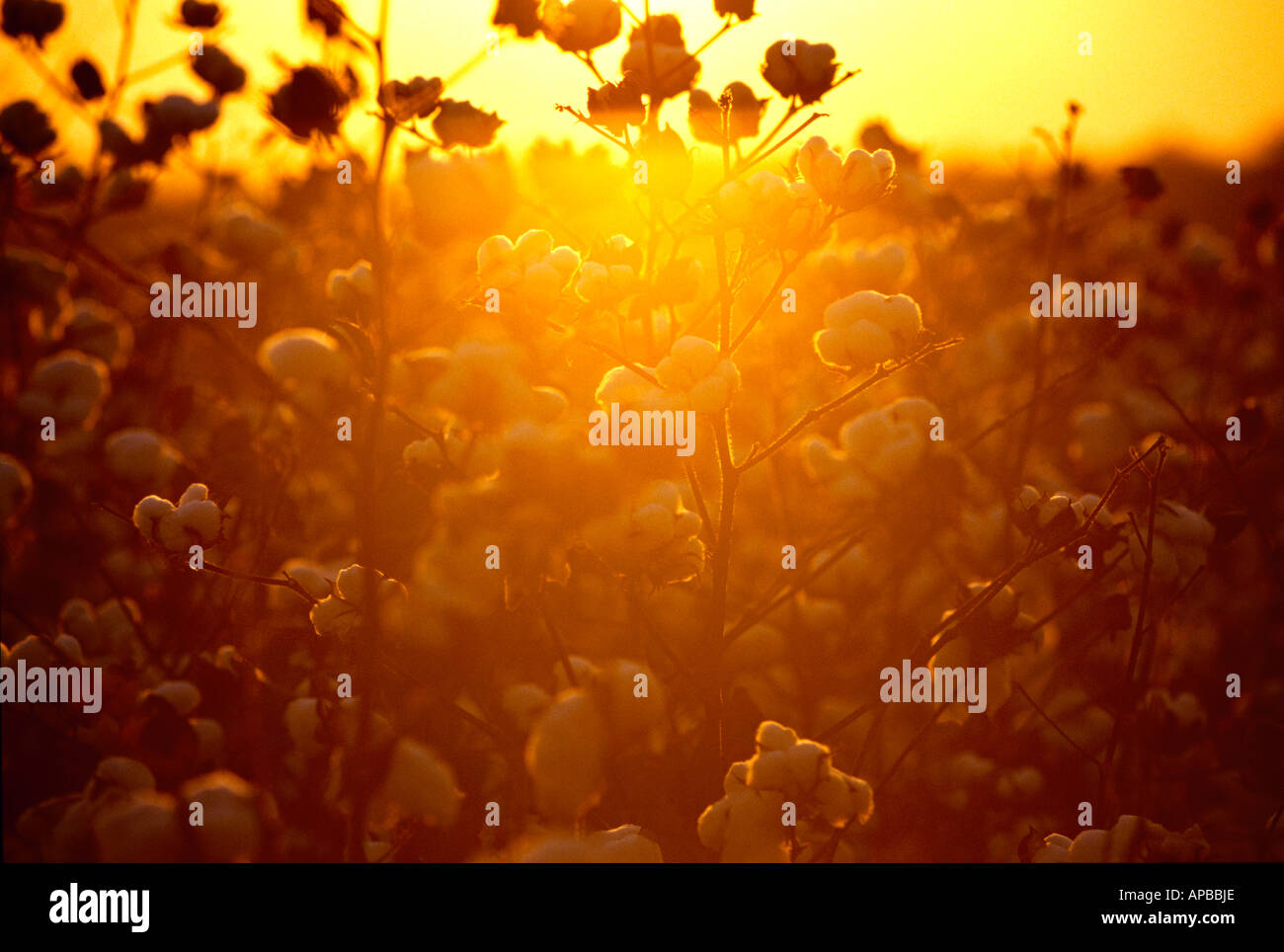 Agriculture - Harvest ready cotton backlit and silhouetted by the sunset / Mississippi, USA. Stock Photo