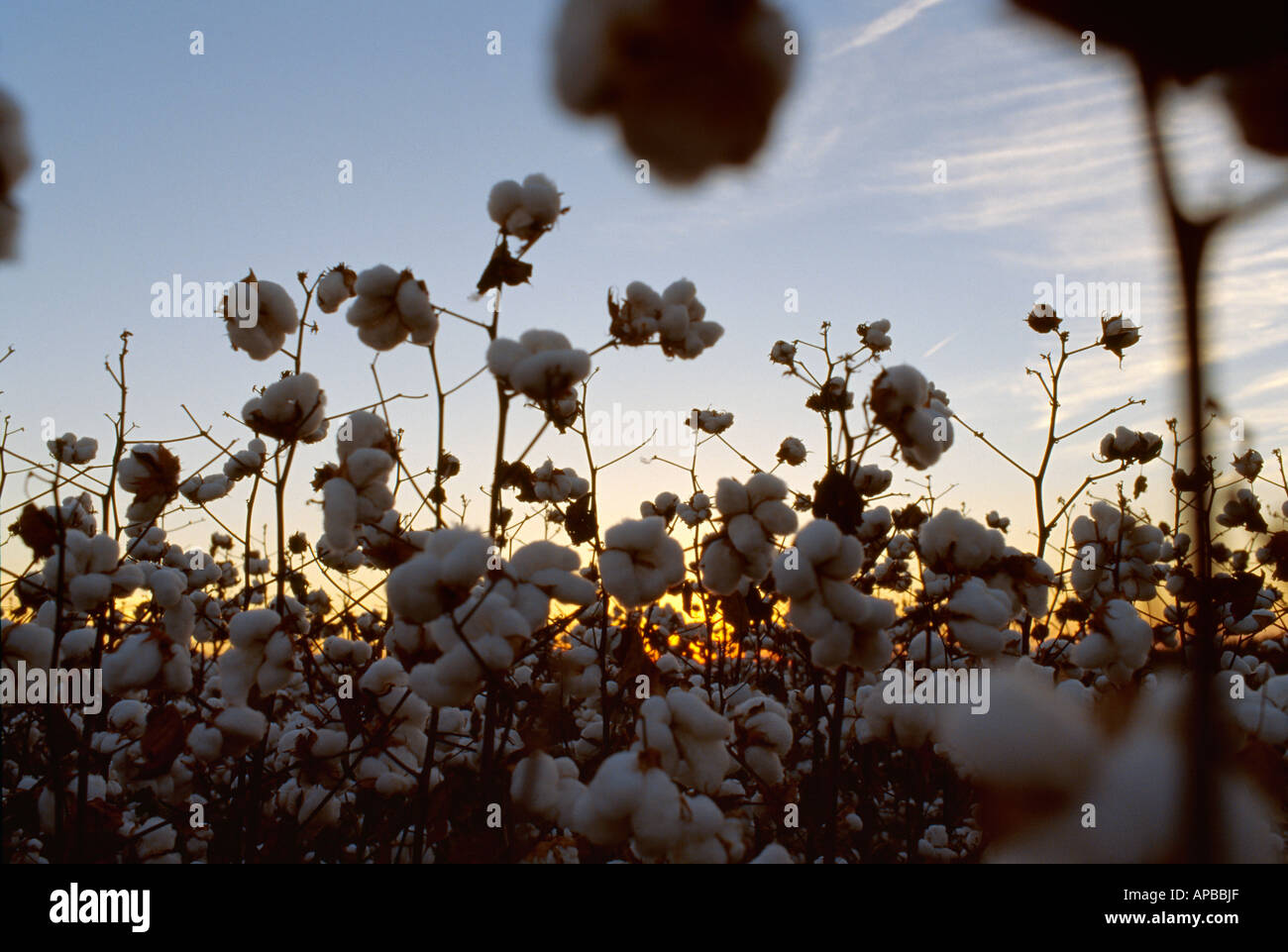 Agriculture - Harvest ready cotton silhouetted by the sunset / Mississippi, USA. Stock Photo