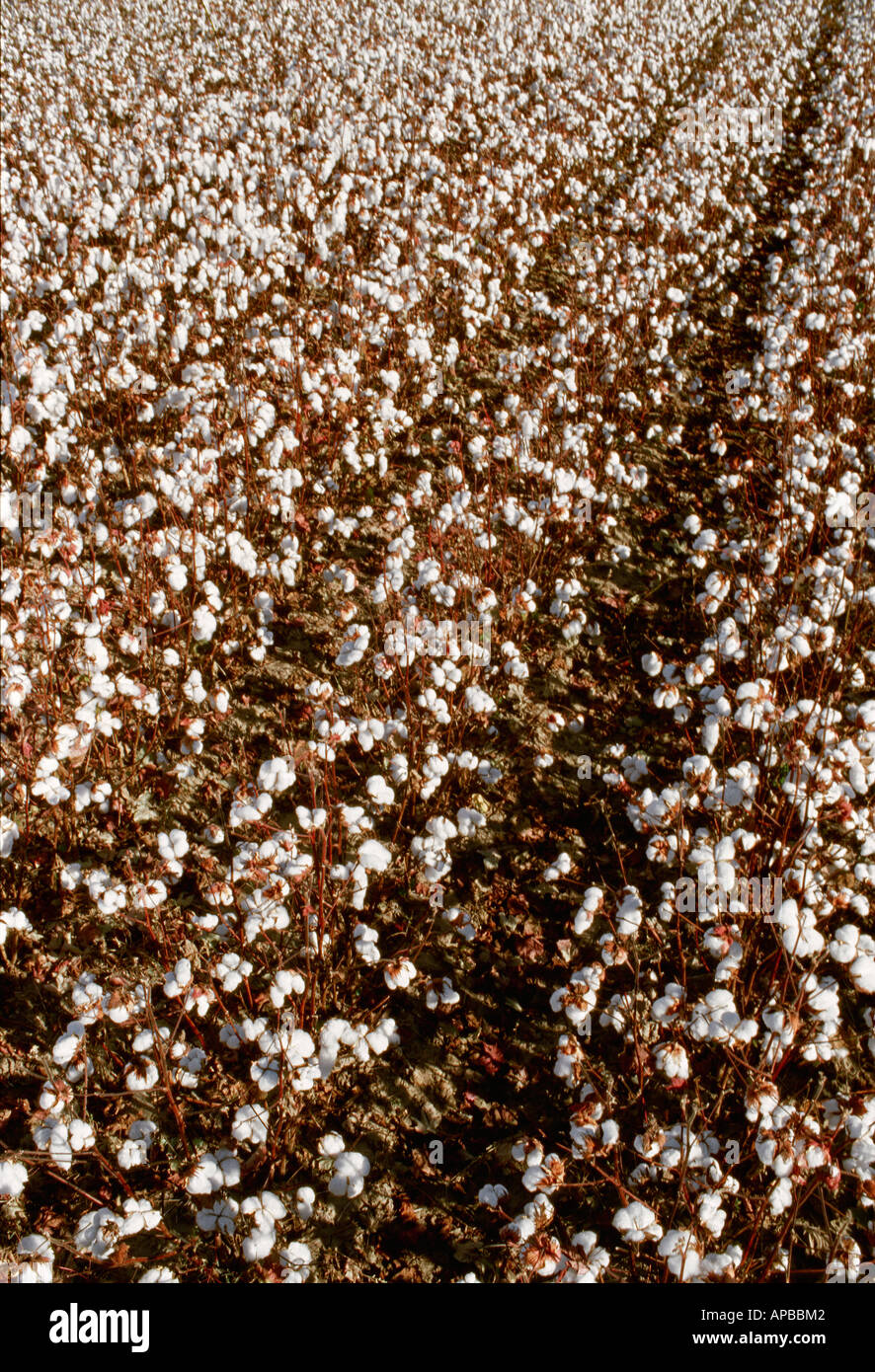 Agriculture - Rows of harvest stage cotton in late afternoon light / Mississippi, USA. Stock Photo