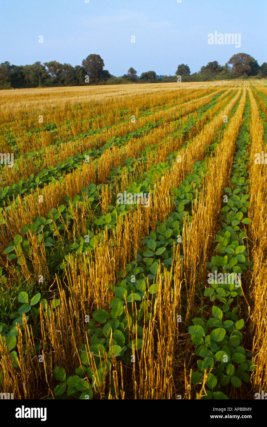 Agriculture / Early growth double crop no-till soybeans growing in wheat stubble / Tennessee, USA. Stock Photo